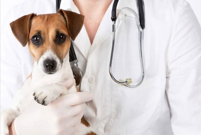 Nuevas tendencias en medicina para mascotas