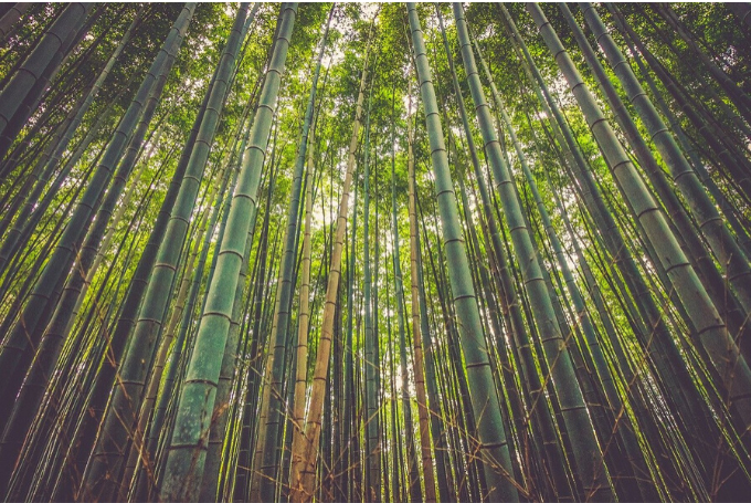 Científicos brasileños inventaron la forma de conducir electricidad con bambú