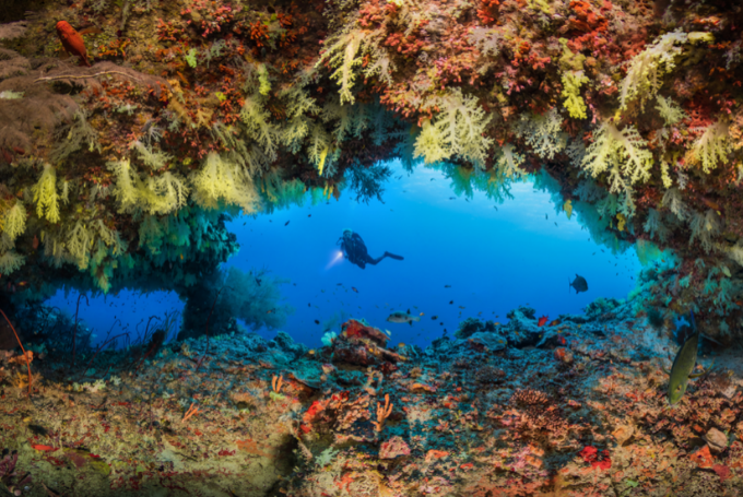 Fotografia submarina. Las mejores imágenes de la década