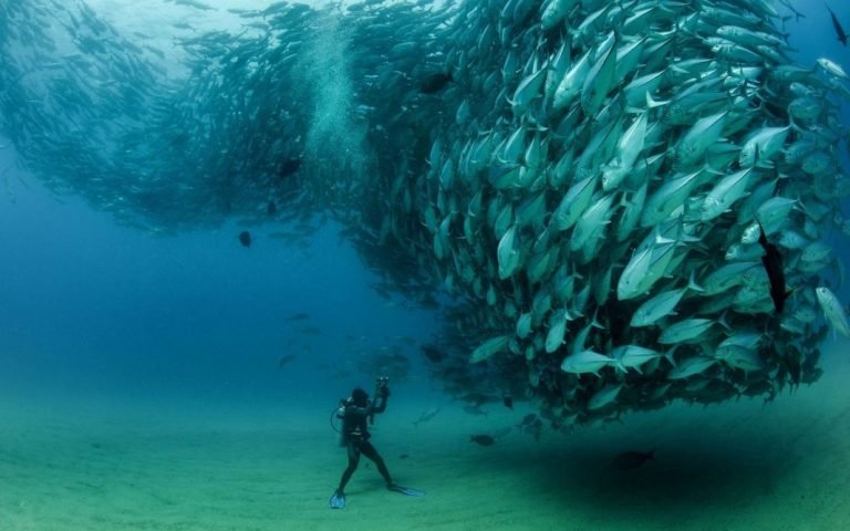 Fotografía submarina.Las mejores imágenes de la década